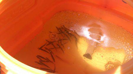 食コン、早朝サビキに挑む！