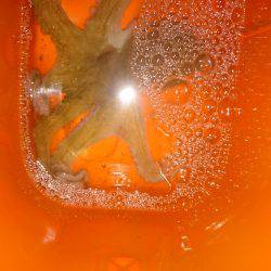 エギングでタコ