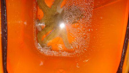 エギングでタコ