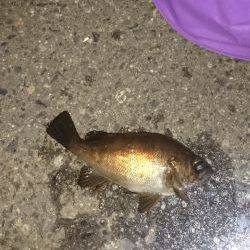 ﾒﾊﾞﾘﾝｸﾞ