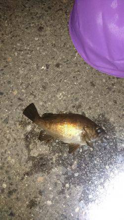 ﾒﾊﾞﾘﾝｸﾞ