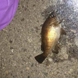 ﾒﾊﾞﾘﾝｸﾞ