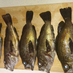 ﾒﾊﾞﾘﾝｸﾞ