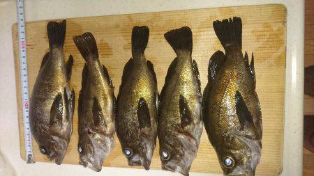 ﾒﾊﾞﾘﾝｸﾞ