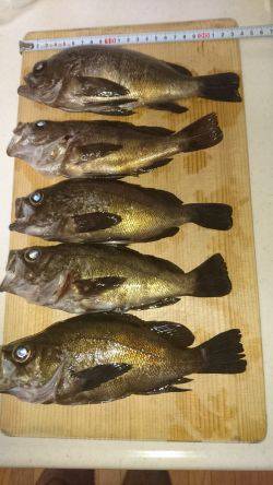 ﾒﾊﾞﾘﾝｸﾞ