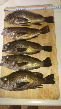 ﾒﾊﾞﾘﾝｸﾞ