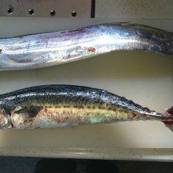 タチウオ・サバ