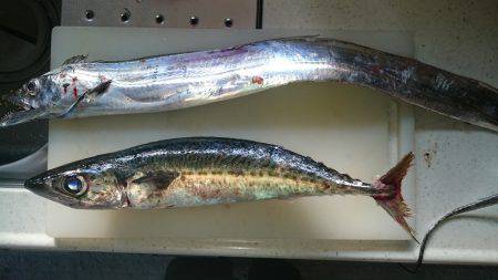 タチウオ・サバ