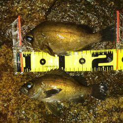 いよいよ梅雨メバルへ