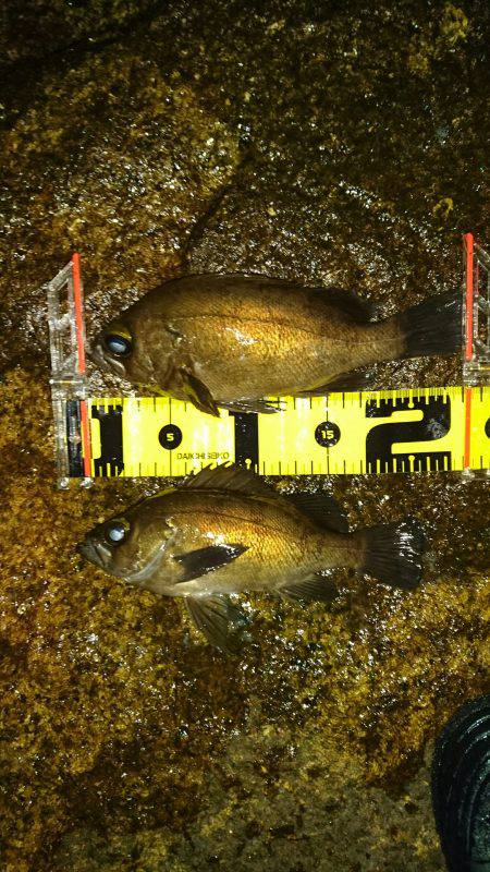 いよいよ梅雨メバルへ