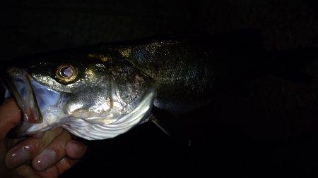 バチ抜けシーバス