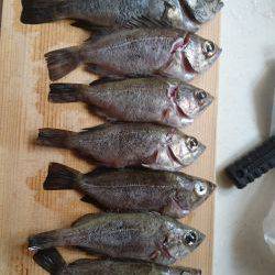 ﾒﾊﾞﾘﾝｸﾞ