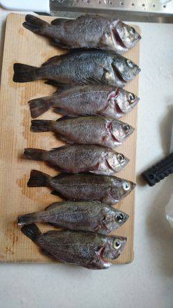 ﾒﾊﾞﾘﾝｸﾞ