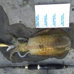 小さいですが釣れました3