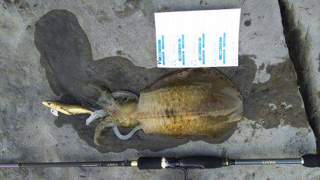 小さいですが釣れました3