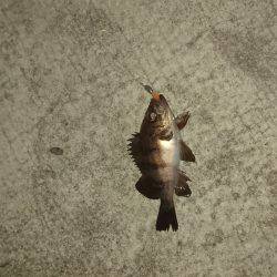 強風の中のメバリング