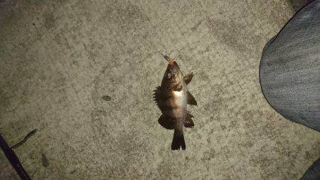 強風の中のメバリング