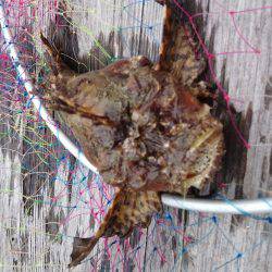 ｲｶﾎﾞｳｽﾞ