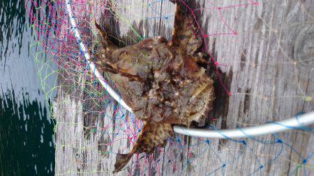 ｲｶﾎﾞｳｽﾞ