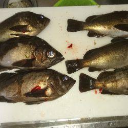 満月のメバリング