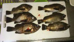 満月のメバリング