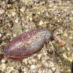 コウイカ エギング