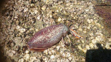 コウイカ エギング