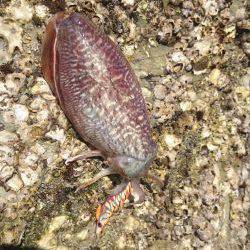 コウイカ エギング