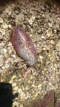 コウイカ エギング