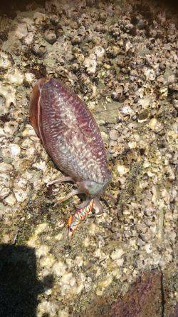 コウイカ エギング