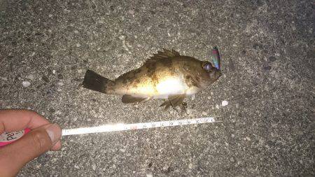 メタルジグメバル