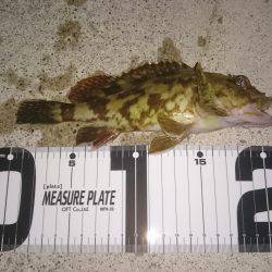 メバリングからのガシ！！