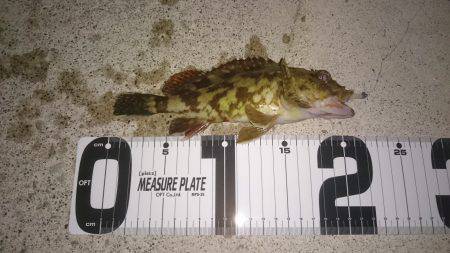 メバリングからのガシ！！