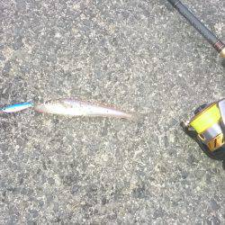 アジングのはずが…