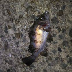 爆風メバリング