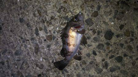 爆風メバリング