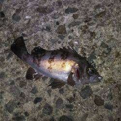 爆風メバリング