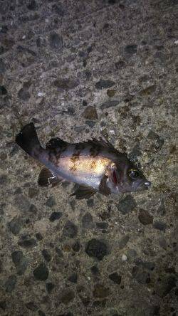 爆風メバリング