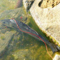 シーバスゲット