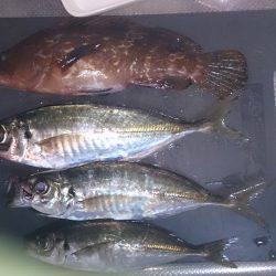 アジのちアコウ！