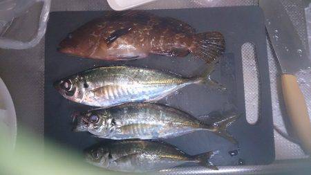 アジのちアコウ！