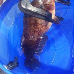 海タナゴ クジメ アブ新 ガシラ複数