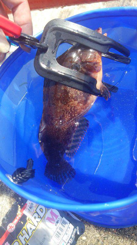 海タナゴ クジメ アブ新 ガシラ複数