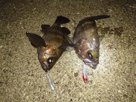 潮が動けば魚も動く!