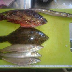 呑ませでガシラ