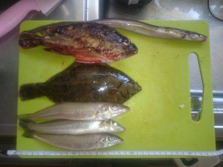 呑ませでガシラ