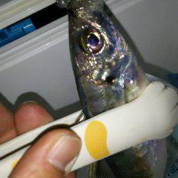 短時間アジング