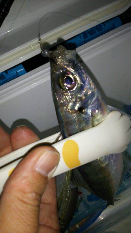 短時間アジング