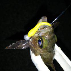 爆風雨付きメバリング(笑)