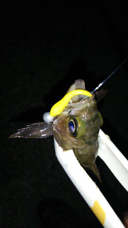 爆風雨付きメバリング(笑)